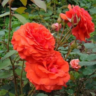 Роза АНЖЕЛИКА чайно-гибридная  в Кургане