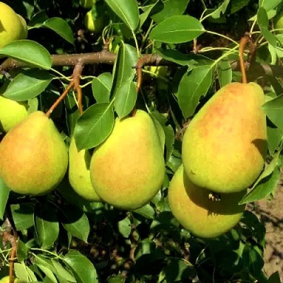 Груша ФЛЕЙТА в Кургане