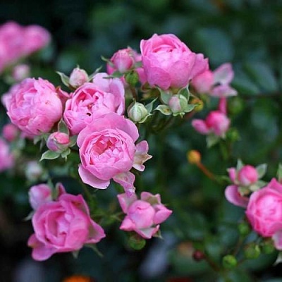 Роза полиантовая в Кургане