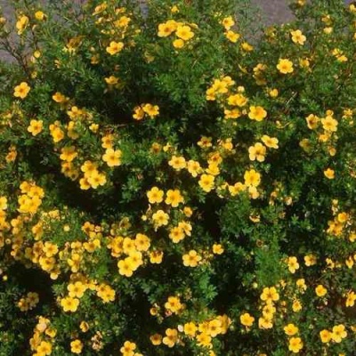 Лапчатка ЭЛИЗАБЕТ кустарниковая в Кургане