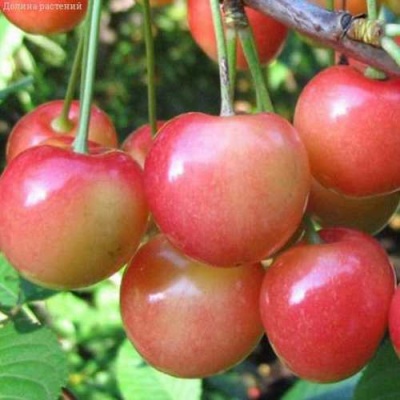 Черешня ЮЛИЯ в Кургане