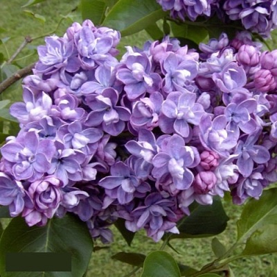 Сирень АМИ ШОТТ в Кургане