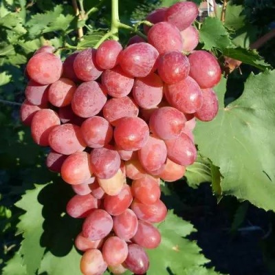 Виноград КИШМИШ ЗАПОРОЖСКИЙ в Кургане