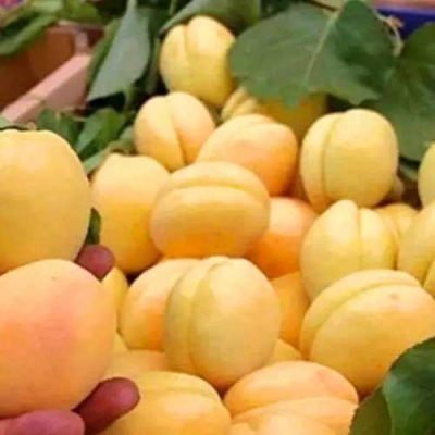 Абрикос АНАНАСНЫЙ в Кургане