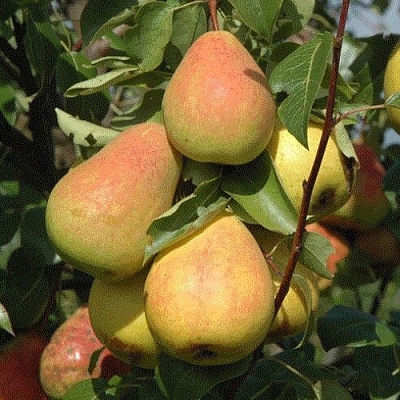 Груша СЕВЕРЯНКА в Кургане