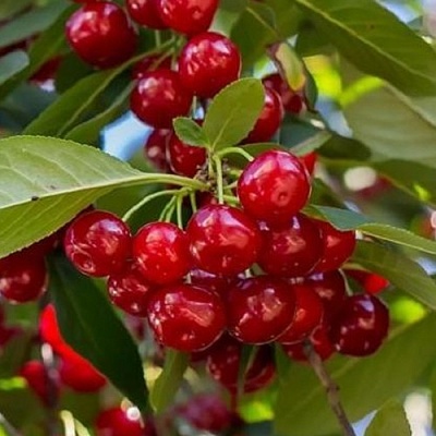 Вишня ГИРЛЯНДА в Кургане