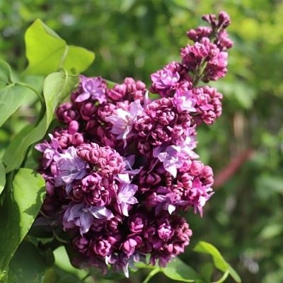 Сирень МАРШАЛ МАЛИНОВСКИЙ в Кургане