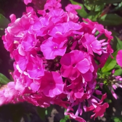 Флокс БАМБИНИ ДИЗАЙР метельчатый в Кургане