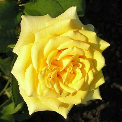 Роза ЛАНДОРА чайно-гибридная  в Кургане