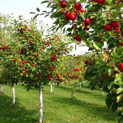 Плодовые деревья в Кургане