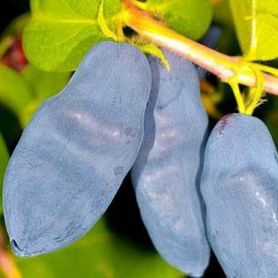 Жимолость съедобная ДЛИННОПЛОДНАЯ в Кургане