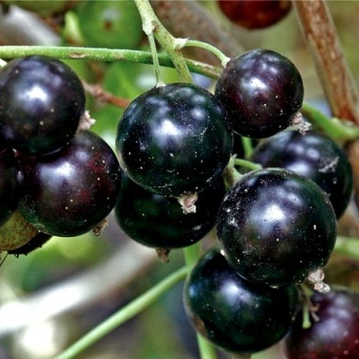 Смородина чёрная ЧЕРЕШНЁВАЯ в Кургане