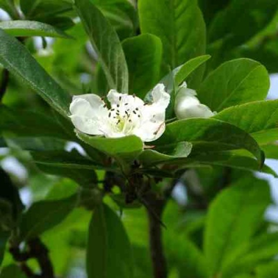 МУШМУЛА  в Кургане