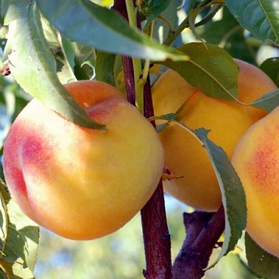 Персики в Кургане