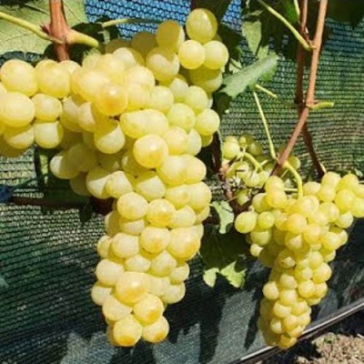 Виноград КИШМИШ ЗОЛОТЦЕ в Кургане