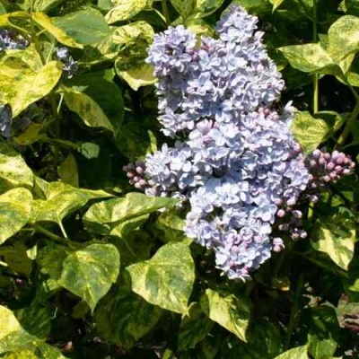 Сирень АУКУБАФОЛИЯ в Кургане