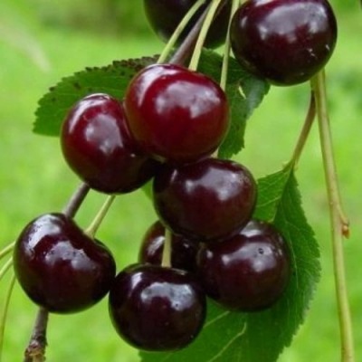 Вишня ЛАСУХА в Кургане