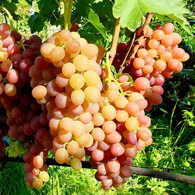 Сладкий в Кургане