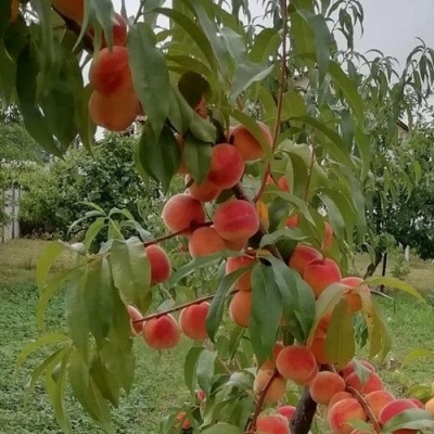 Персик ВУЛКАН в Кургане