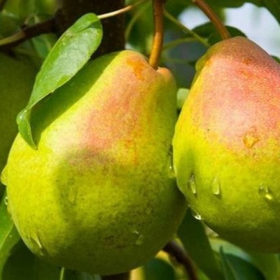 Груша ФЛЕЙТА в Кургане