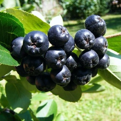 Рябина НЕРО черноплодная в Кургане