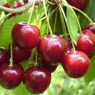 Черешня СИНЯВСКАЯ в Кургане
