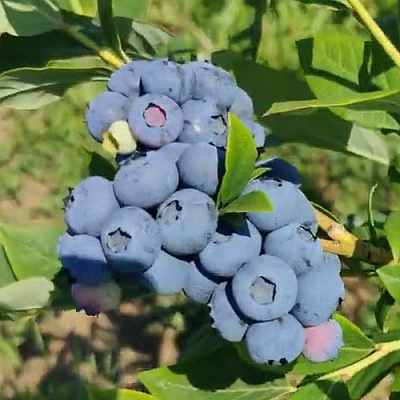 Голубика МЕГАС БЛЮ в Кургане