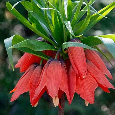 Рябчик РУБРА МАКСИМА императорский в Кургане