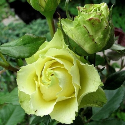 Роза ЛИМБО (ДОЛЛАР) чайно-гибридная  в Кургане