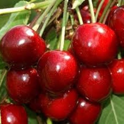 Черешня МИНЧАНКА в Кургане