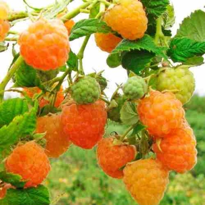 Малина ЗОЛОТЫЕ КУПОЛА в Кургане
