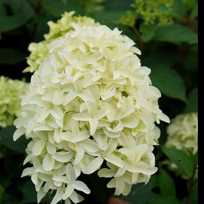 Средняя в Кургане