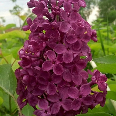 Сирень ИНДИЯ в Кургане