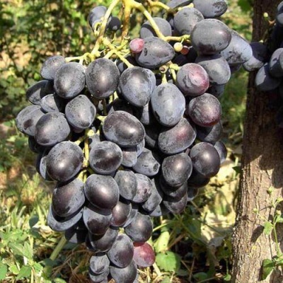 Виноград НАДЕЖДА АЗОС в Кургане
