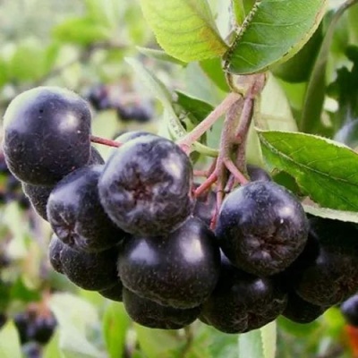 Рябина ВИКИНГ черноплодная в Кургане