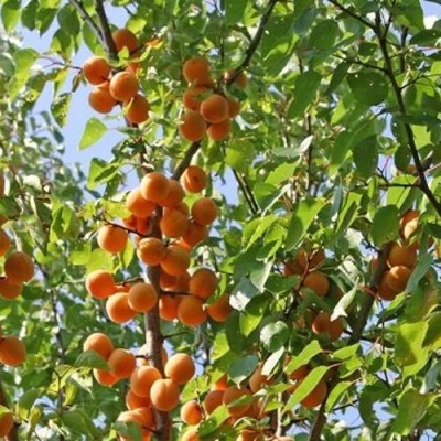 Абрикос ОРЛОВЧАНИН в Кургане