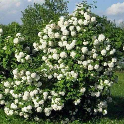 Калина БУЛЬДЕНЕЖ в Кургане