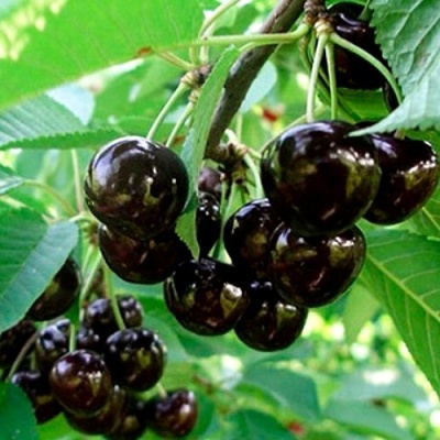 Черешня МУСКАТНАЯ в Кургане