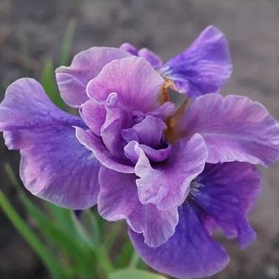 Ирис ХЭВИНГ ФАН сибирский в Кургане