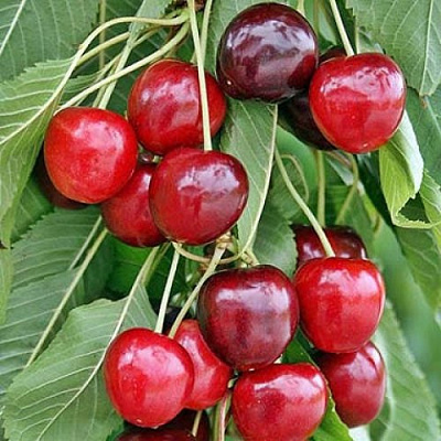 Черешня ТЕХЛОВАН в Кургане