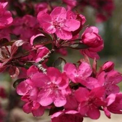 Яблоня РЕД КЕТТИ в Кургане