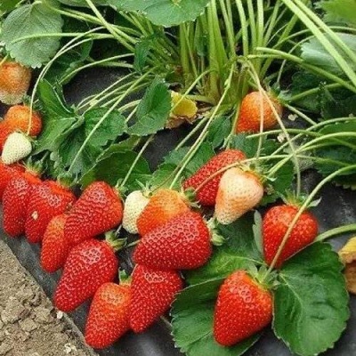 Клубника РОКСАНА в Кургане