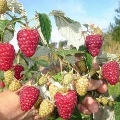 Малина ЖАР-ПТИЦА в Кургане