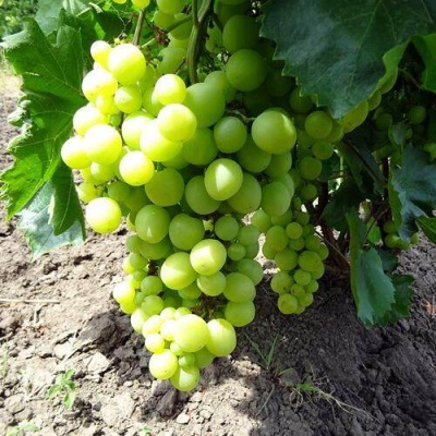 Виноград БОЯРИН в Кургане