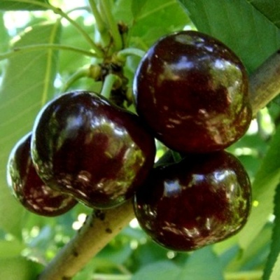 Черешня МУСКАТНАЯ в Кургане