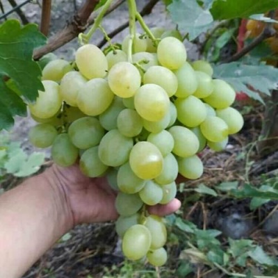 Виноград ВАНЮША в Кургане