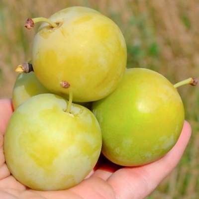 Слива РЕНКЛОД ранний в Кургане
