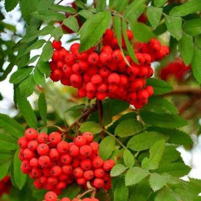Рябина ОБЫКНОВЕННАЯ в Кургане