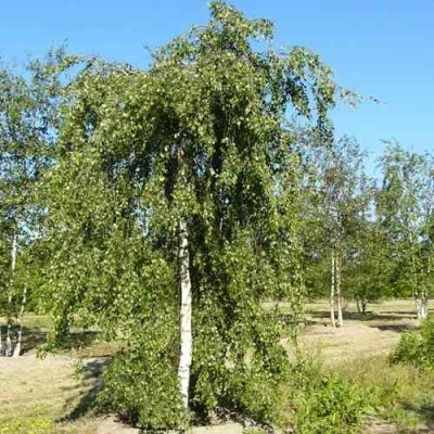 Береза повислая в Кургане