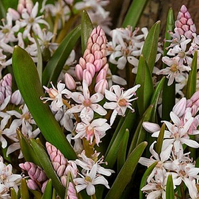Пролеска РОЗЕЯ двулистная в Кургане